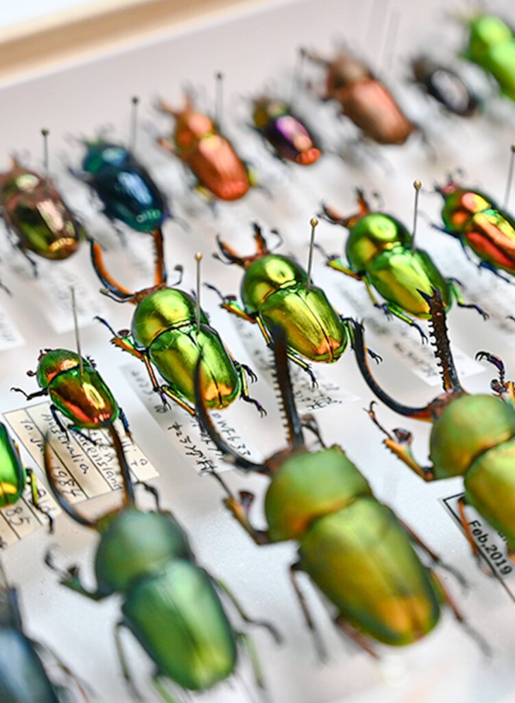 三重県鈴鹿市から全国へ。 昆虫標本作成の専門店「FwooD」