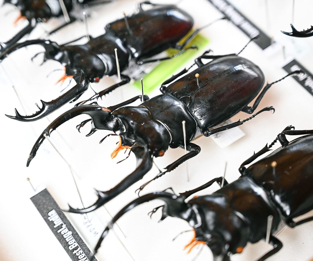 三重県鈴鹿市から全国へ。 昆虫標本作成の専門店「FwooD」