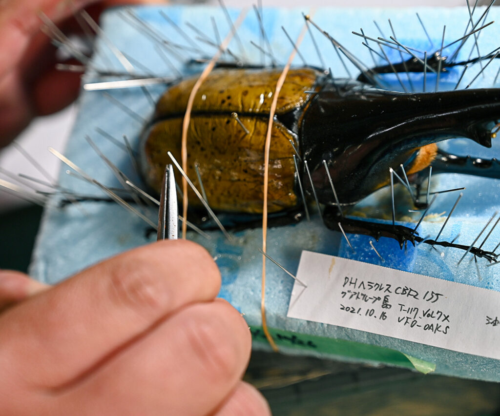 カブトムシを標本にしている様子