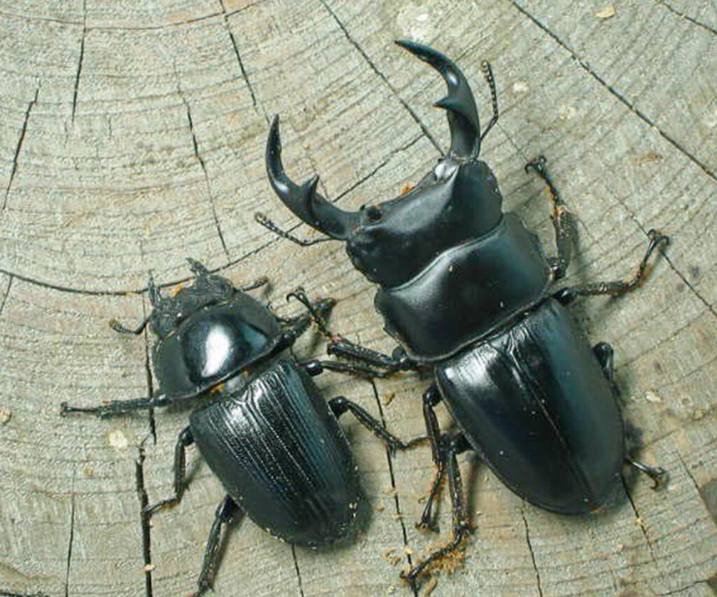 黒色のクワガタ