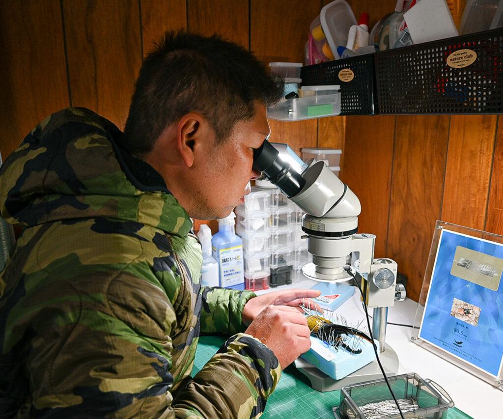 カブトムシを標本にしている様子