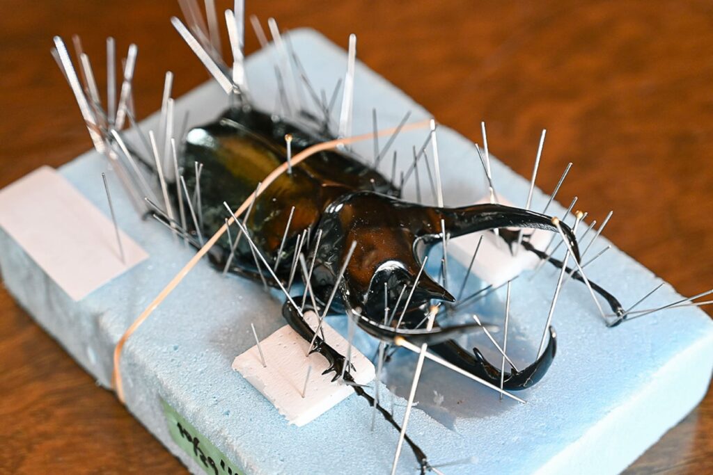 クワガタ料金表