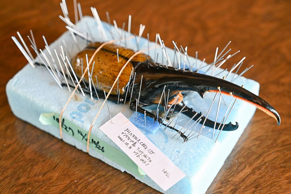 カブトムシ料金表